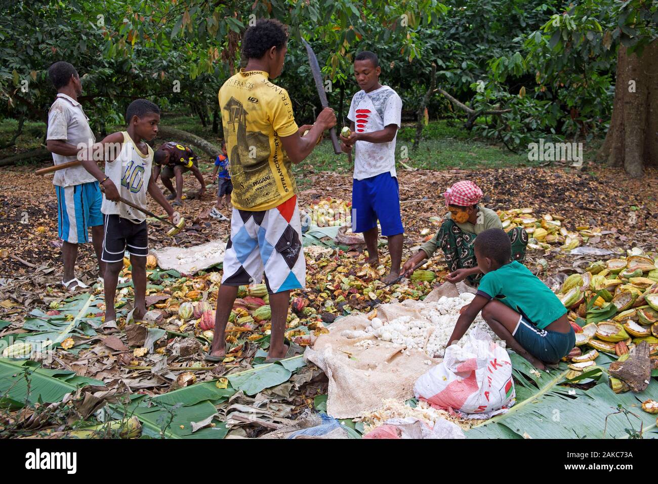 Madagascar, Antsiranana, Ankify, harvest of cocoa pods Stock Photo
