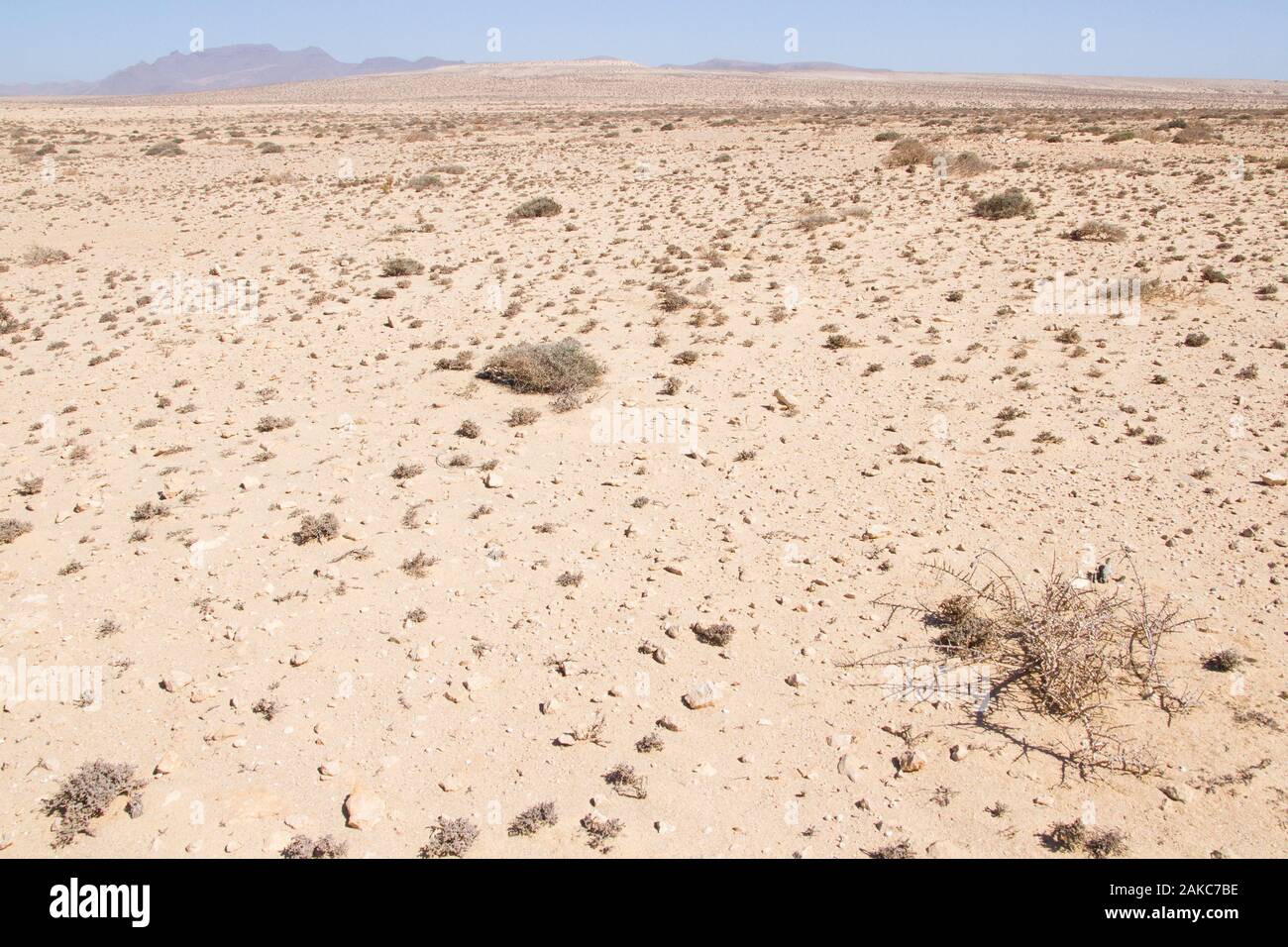 Desert landscape of Jandia Natural Park, Fuerteventura, Canary Islands. The houbara bustard (Chlamydotis undulata fuerteventurae) tipical habitat. Stock Photo