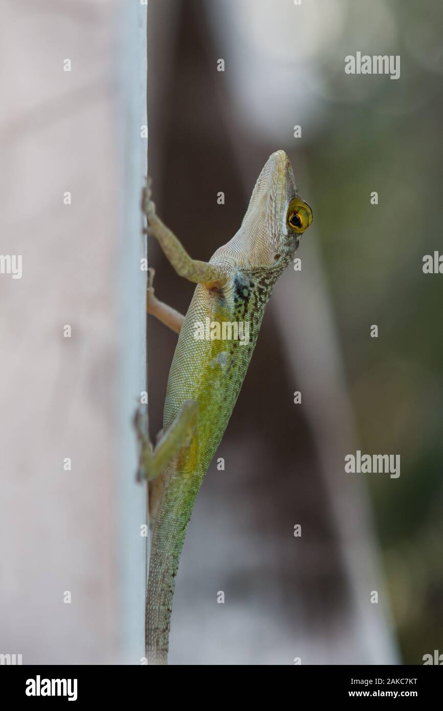 A little Green Tree Lizard on the Caribbean island of Antigua Stock Photo