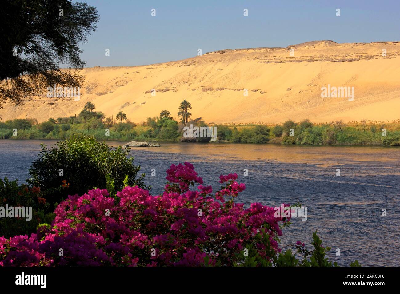 Nile river flowers hires stock photography and images Alamy