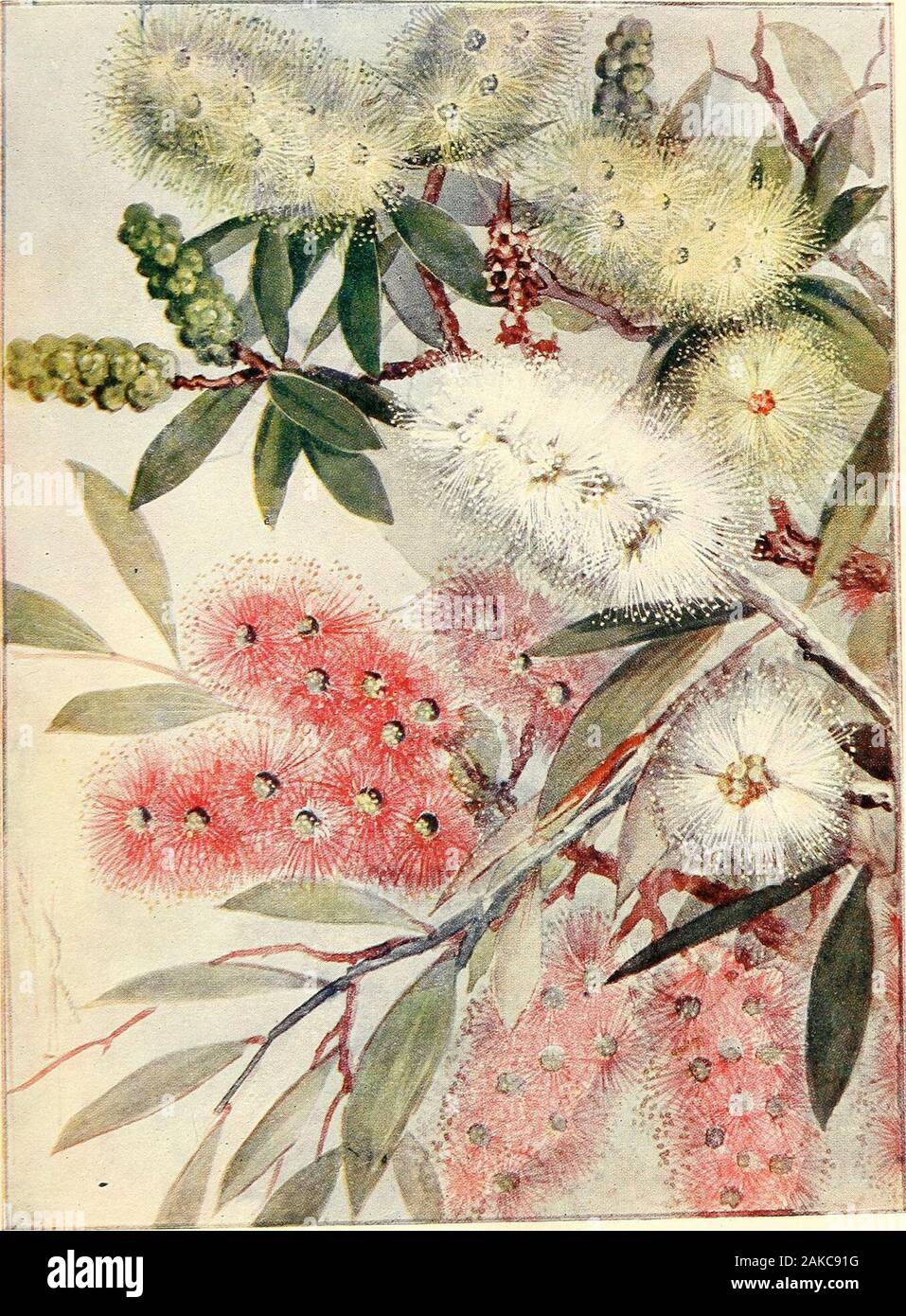 Comprehensive catalogue of Queensland plants, both indigenous and naturalisedTo which are added, where known, the aboriginal and other vernacular names; with numerous illustrations, and copious notes on the properties, features, &c., of the plants . gna, Bail.—Weeping Tea-tree. A Northern tree;wood very durable, useful for wharves and undergroundwork.var. Cunninghamii, Bail. (Fig. 167.)lasiandra, F. v. M.genistifolia, Sm.— Moonah of Bundaberg natives. Bark hard and blackish.Preissiana, Schau. var. leiostachya, Bcnth- = M. parviflora, Lindl.armillaris, Sm.styphelioides, Sm. Series Capitatse. Su Stock Photo