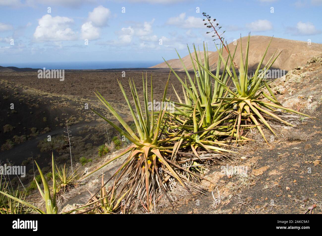 Wild Aloe vera (Aloe barbadensis) on volcanic sand soil, Timanfaya National Park (Volcanic Natural Park), Lanzarote, Canary islands, Spain. Stock Photo