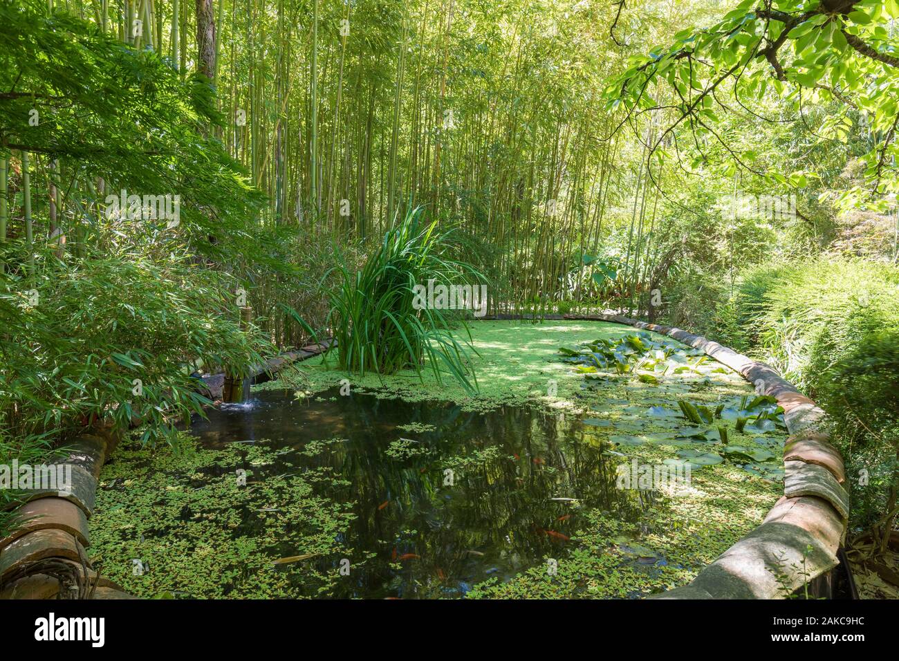 France, Var, Pays de Fayence, Montauroux, Les Bambous du Mandarin garden Stock Photo