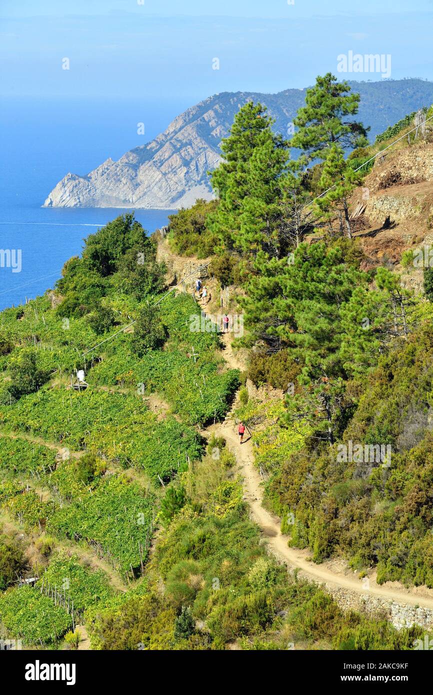 Italy, Liguria, La Spezia province, Cinque Terre National Park, listed as World Heritage by UNESCO, Azuverde or pedestrian coastal trail linking Corniglia to Monterosso Al Mare, passing through the vineyard Stock Photo
