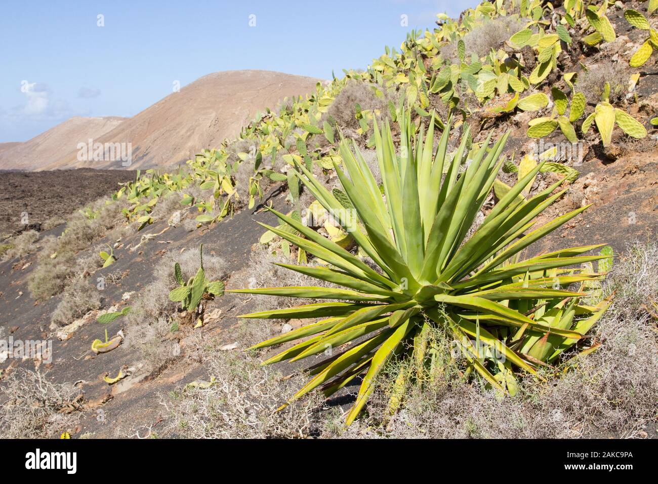 Wild Aloe vera (Aloe barbadensis) on volcanic sand soil, Timanfaya National Park (Volcanic Natural Park), Lanzarote, Canary islands, Spain. Stock Photo