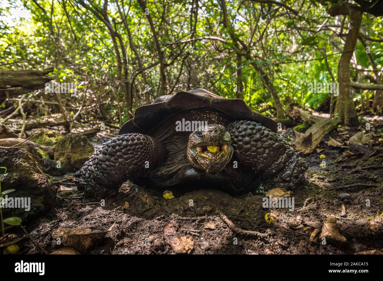 Ecuador, Galápagos Archipelago, listed as World Heritage by UNESCO, Isabela Island (Albemarie), Galápagos Giant Tortoise (Chelonoidis nigra) feeding on Mancenillier seeds (Hippomane mancinella) in the mangrove undergrowth Stock Photo