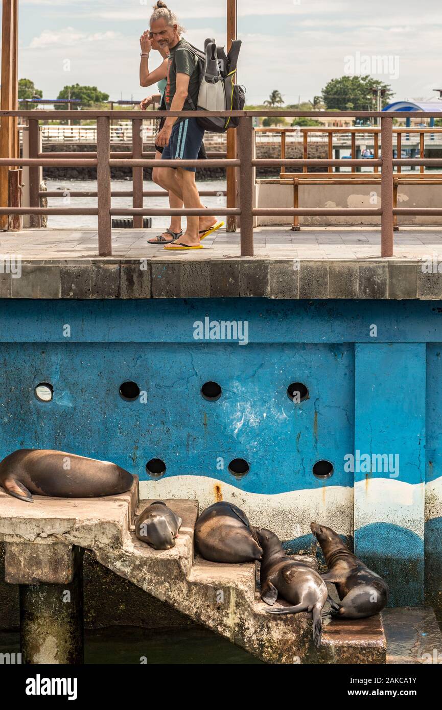 Ecuador, Galapagos archipelago, listed as World Heritage by UNESCO, San Cristóbal Island, Puerto Baquerizo Moreno, Galápagos Sea Lions (Zalophus wollebaeki) rest on the stairs of the port, at the passage of tourists Stock Photo