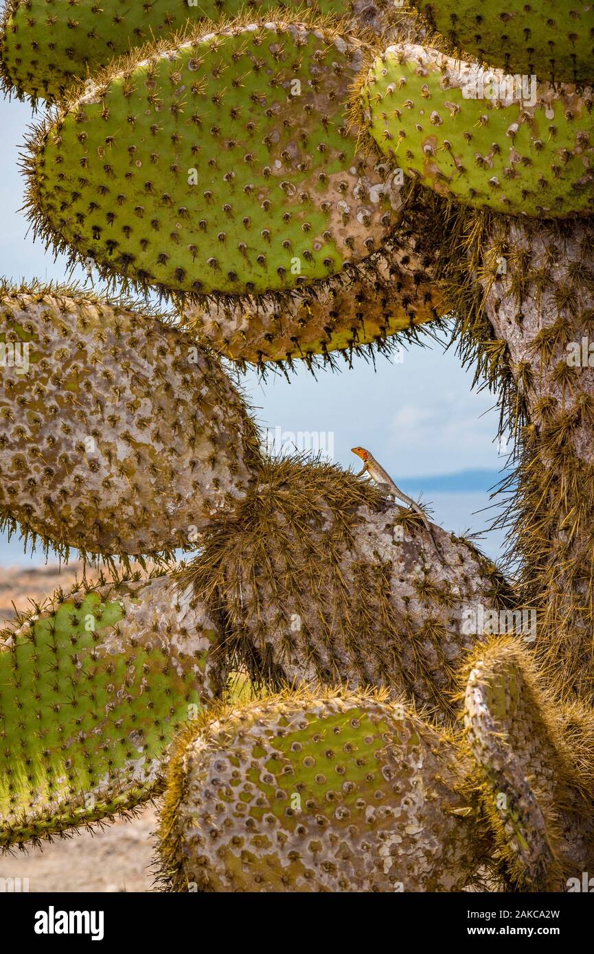 Ecuador, Galapagos archipelago, listed as World Heritage by UNESCO, Santa Cruz Island, South Plaza Island, Galapagos Lava Lizard (Microlophus albemarlensis) on a Galapagos barbarite fig tree, (Opuntia echios) Stock Photo