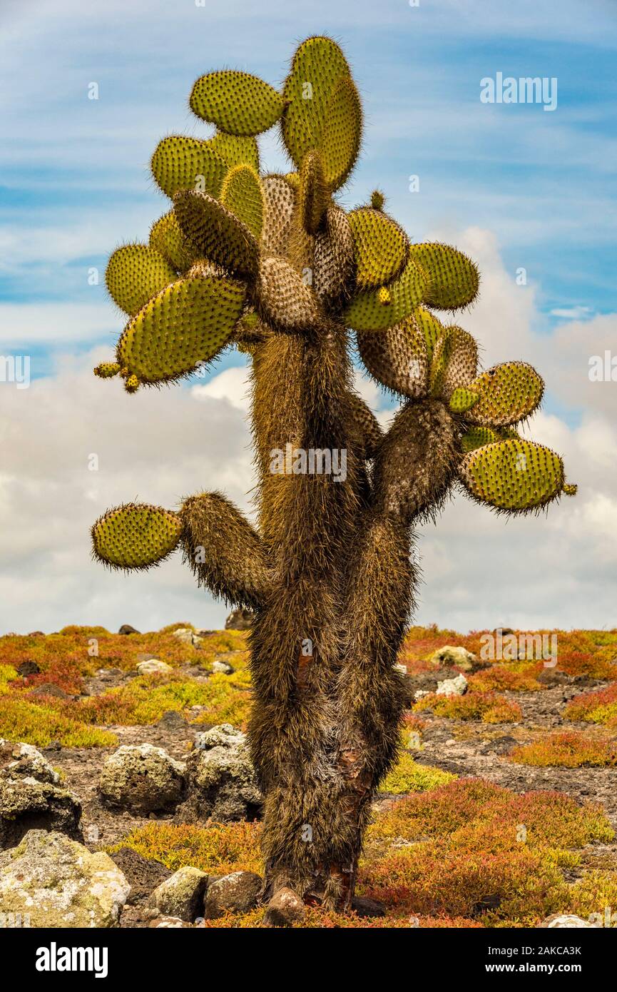 Ecuador, Galapagos Archipelago, listed as World Heritage by UNESCO, Santa Cruz Island, South Plaza Island, Galapagos Barbary Fig Tree, (Opuntia echios) Stock Photo
