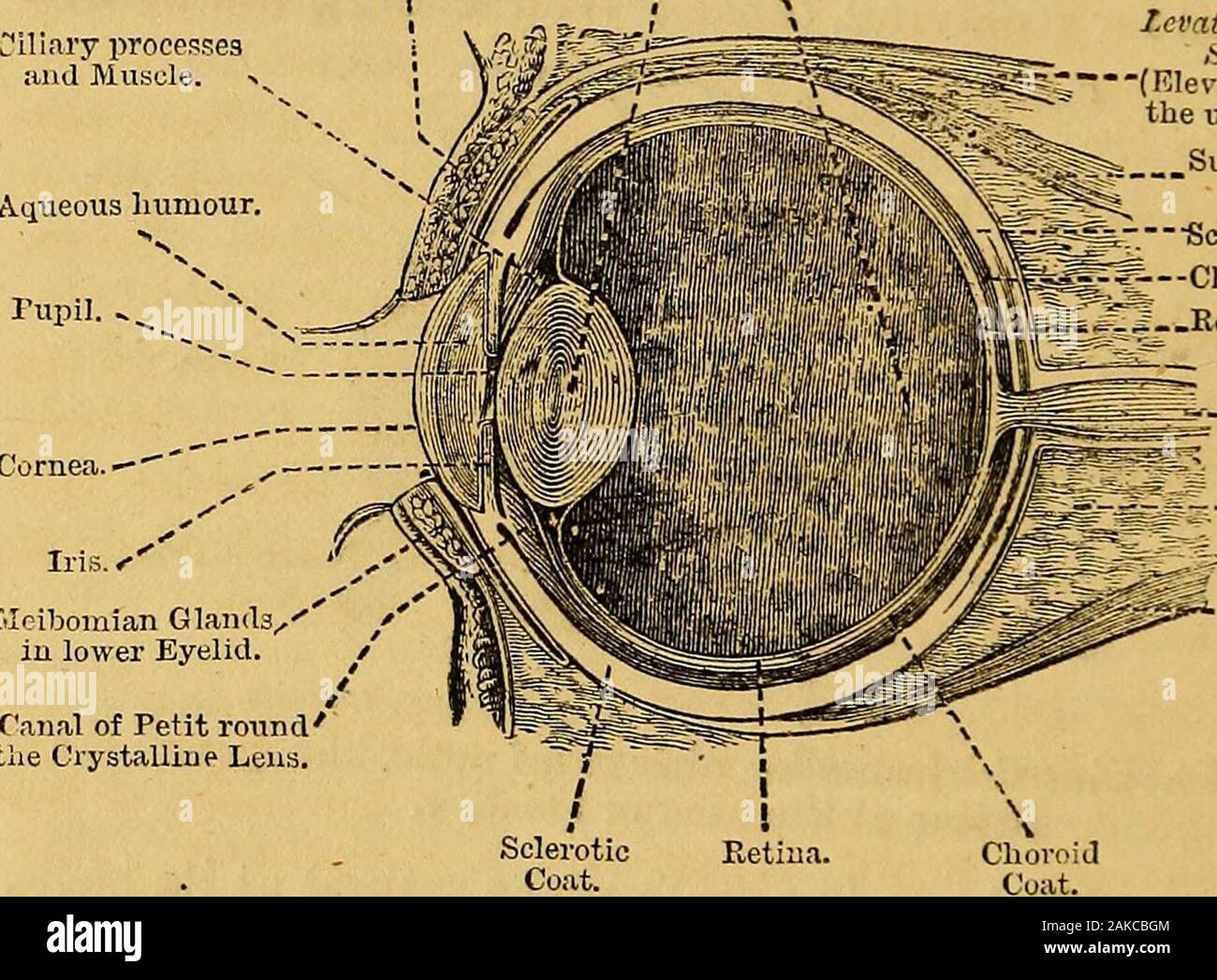 Elements of animal physiology, chiefly human . see the externalobjects  themselves, but pictures of them formed by ilielight sent from them, and  focussed on the back of the•eye (the retina), as just