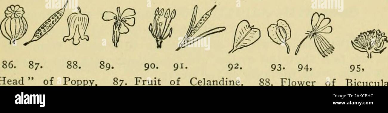 An illustrated guide to the flowering plants of the middle Atlantic and New England states (excepting the grasses and sedges) the descriptive text written in familiar language . 76. Flower of Water Lily. 77. Spray of Hornwort. 78. Section of flower ofRanunculus. 79. Flower 01 Columbine. 80. Flower of Larkspur. 81. Flower clus-ter of Barberry. 82. Flower of Mandrake. 83. Menispermum. 84. Leaf and fruitof Sassafras. 85. Flower of Tulip Tree. Order IV—RHOEADALES—The Poppy Order(Page 268) Flowers with double perianth, the petals usually 4, the sepals 2 or4, sometimes 8. The parts of the perianth a Stock Photo