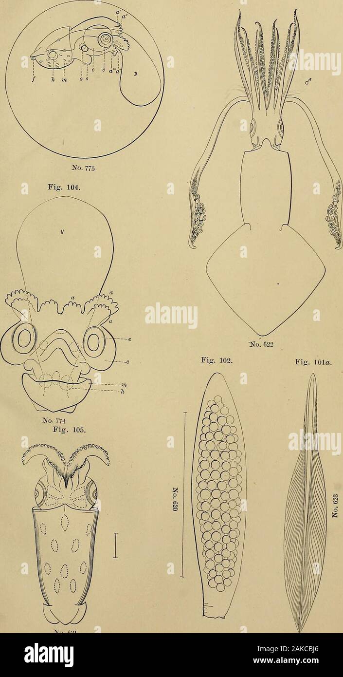 Report of the Commissioner - United States Commission of Fish and Fisheries . 592 EXPLANATION OF PLATE XX. Figure 101.—Loligo pallida, (p. 635;) dorsal view, about one-third natural size.101a.—The same ; the pen dorsal side.102.—Loligo Pealii ?, (p. 635;) a cluster of the eggs.103.—The same ; an embryo just before hatching, much enlarged; a, a, a, a, the right arms belonging to four pairs; c, the side of the head; e,the eye; /,the caudal fins; ft.the heart; w,the mantle in which color-vesicles are already developed and capable of changing their colors ; o, the internal cavity of the ears; s, t Stock Photo