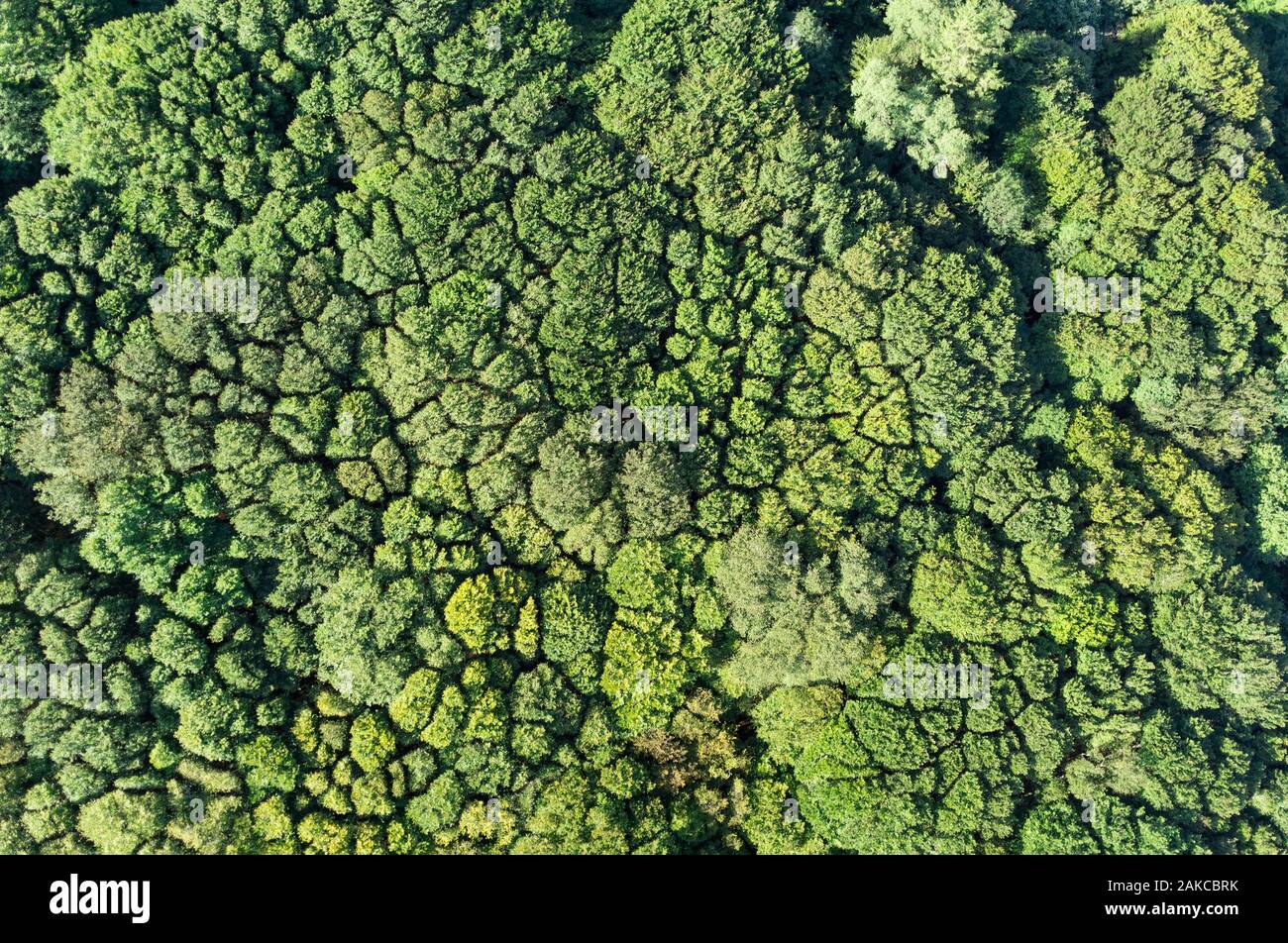 France, Puy de Dome, the Regional Natural Park of the Volcanoes of Auvergne, Chaine des Puys, Orcines, the summit of the Grand Sarcoui volcano, forest of Grand-Sarcoui, the Crown shyness, the canopy shyness, phenomenon of allelopathy (aerial view) Stock Photo