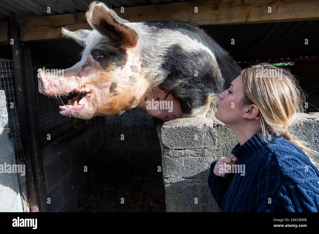Ireland, Meath County, Navan area, Causey Farm, pedagogical farm, Gloria she is rthe deanery of porks in farm Stock Photo