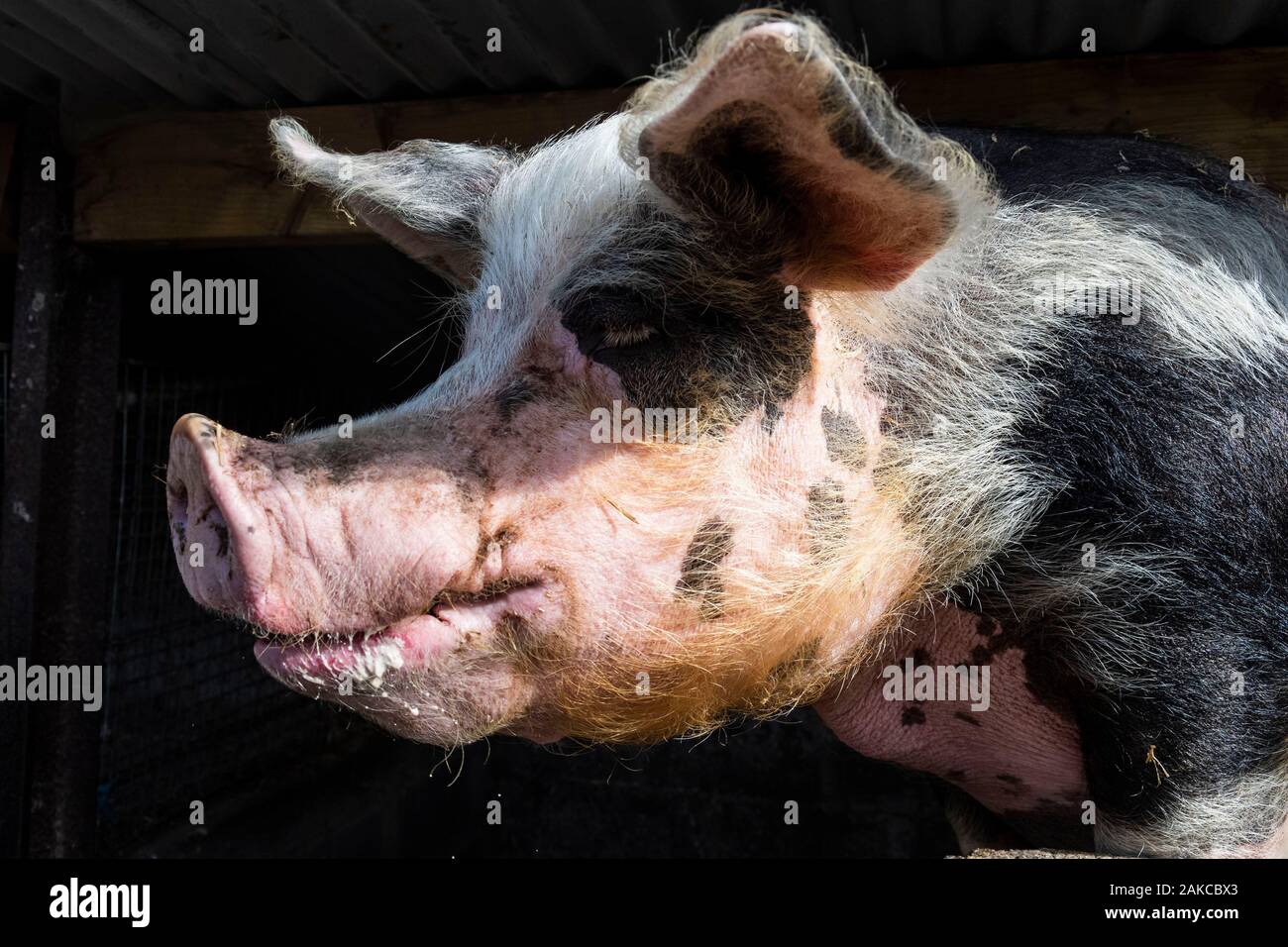 Ireland, Meath County, Navan area, Causey Farm, pedagogical farm, Gloria she is rthe deanery of porks in farm Stock Photo