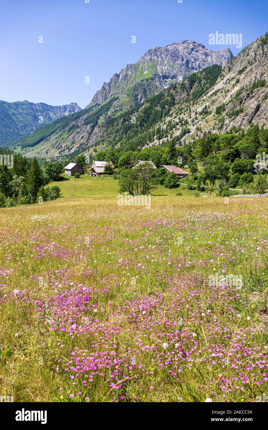 France, Hautes Alpes, Ecrins National Park, Champsaur Valley, Drac Valley of Champoléon, Clots hamlet, flowerbed of Sequier's Pink (Dianthus seguieri) Stock Photo