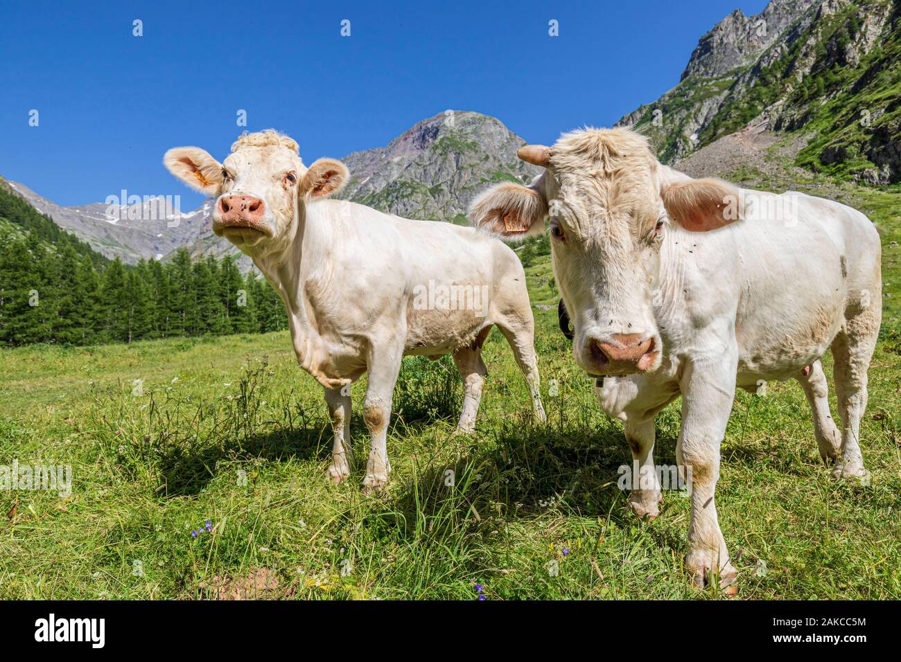 France Hautes Alpes Ecrins National Park Champsaur Valley Drac france-hautes-alpes-ecrins-national-park-champsaur-valley-drac