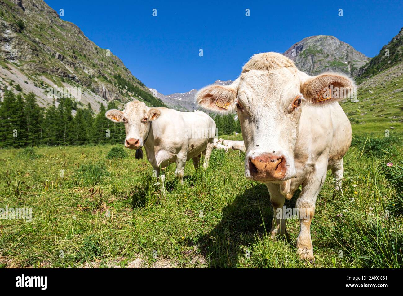 France Hautes Alpes Ecrins National Park Champsaur Valley Drac 