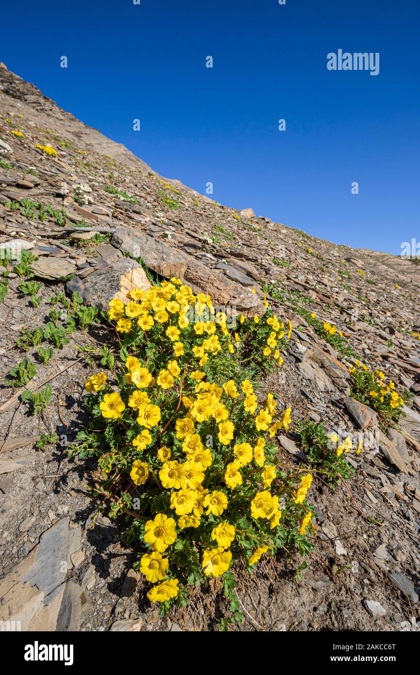 France, Hautes Alpes, Ecrins National Park, Orcieres Merlette, Natural Reserve of the Circus of Grand Lac des Estaris, the Creeping Avens (Geum reptans) in a scree at 2793 m altitude Stock Photo