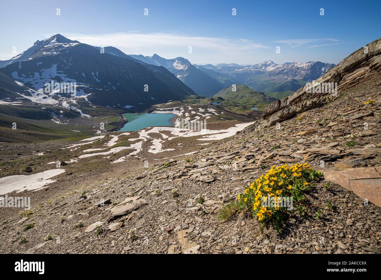 France, Hautes Alpes, Ecrins National Park, Orcieres Merlette, Natural Reserve of the Circus of Grand Lac des Estaris, the Creeping Avens (Geum reptans) in a scree at 2793 m altitude Stock Photo