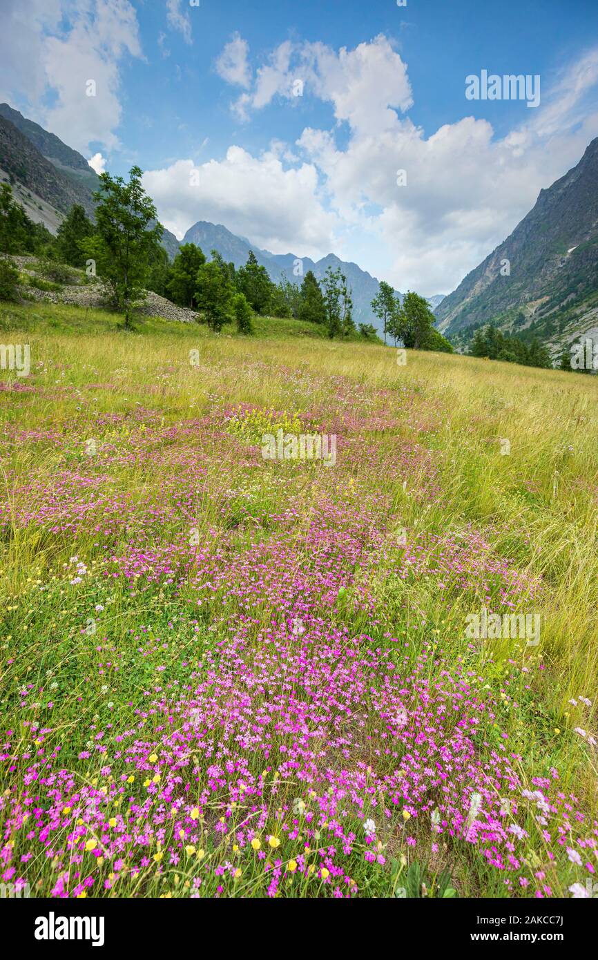 France, Hautes Alpes, Ecrins National Park, Champsaur Valley, Drac Valley of Champoléon, flowerbed of Sequier's Pink (Dianthus seguieri) Stock Photo