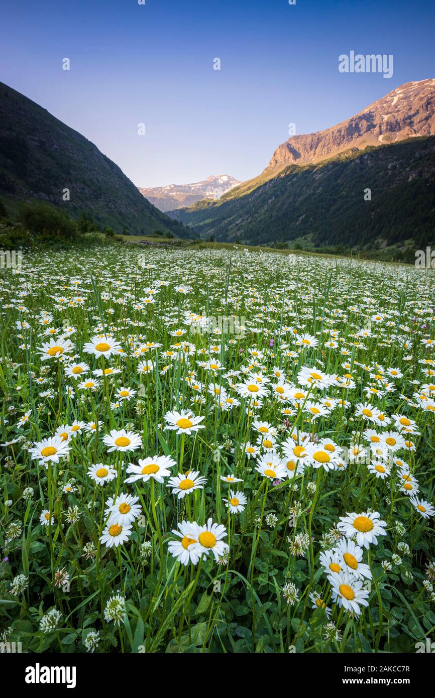 France, Hautes Alpes, Ecrins National Park, Champsaur, Drac Noir valley, Prapic, flowerbed of Max Chrysanthemum (Leucanthemum vulgare) Stock Photo