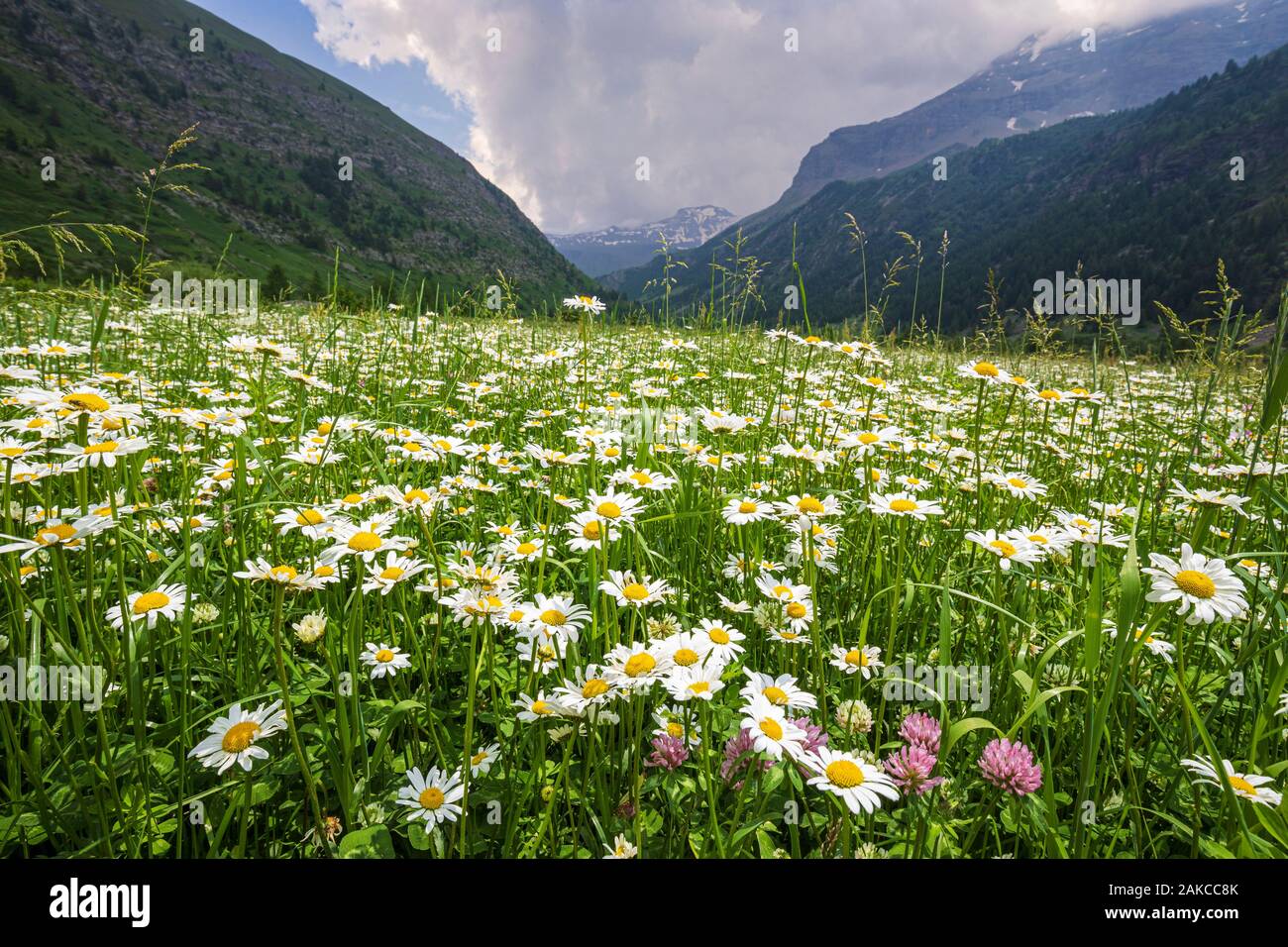 France, Hautes Alpes, Ecrins National Park, Champsaur, Drac Noir valley, Prapic, flowerbed of Max Chrysanthemum (Leucanthemum vulgare) Stock Photo