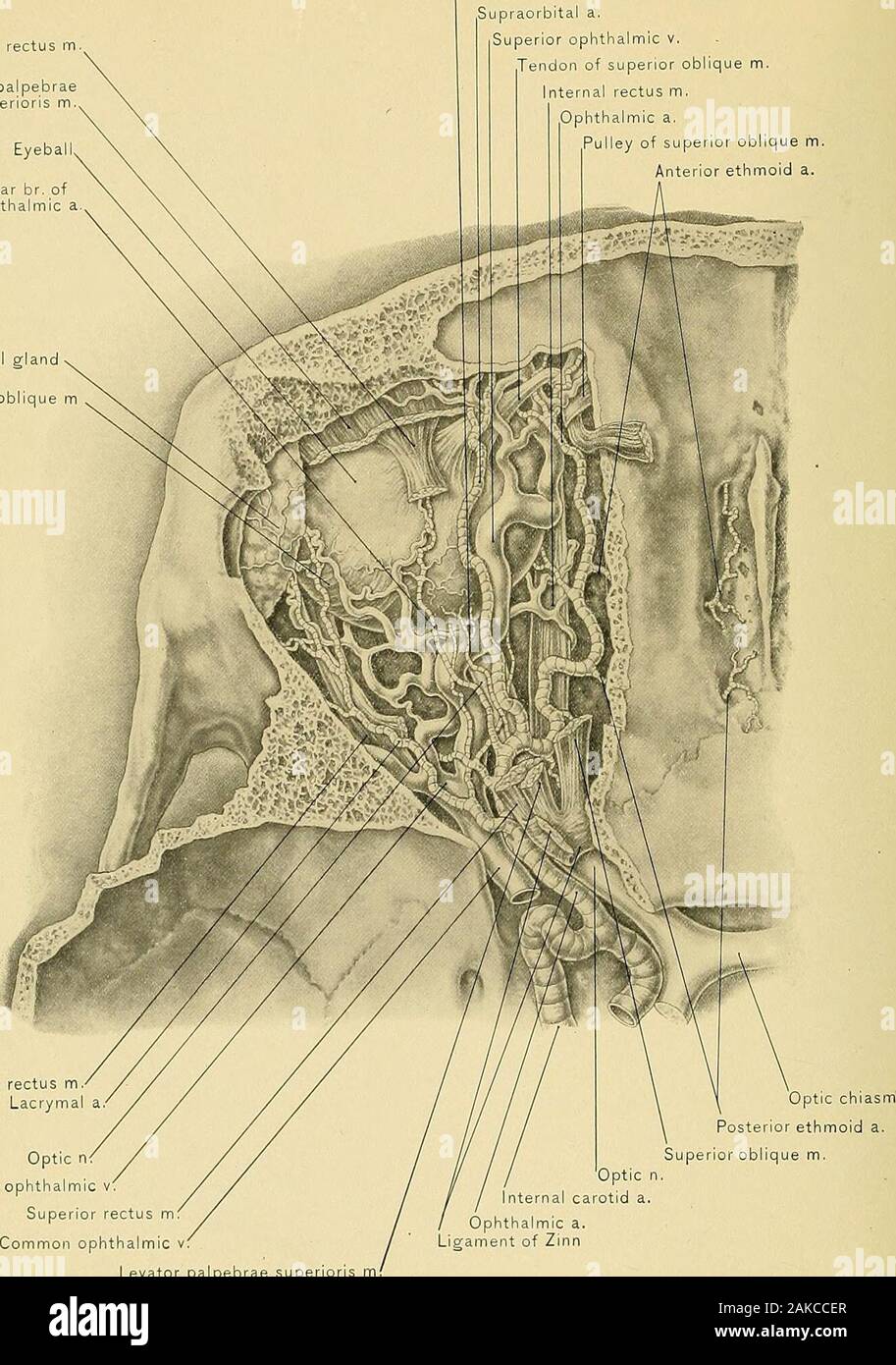 Surgical anatomy : a treatise on human anatomy in its application to the practice of medicine and surgery . mmediately under the superior rectus muscle, taking a position betweenthe superior oblique muscle and the internal rectus muscle. After giving off theinfra-trochlear branch, it leaves the orbit through the anterior ethmoid foramen.It then takes the following course : Having passed through the anterior ethmoidforamen, it again becomes an occupant of the cranial cavity, lying between thedura mater and the cribriform plate of the ethmoid bone. Here it leaves thecranial Qa.Viiy through the e Stock Photo