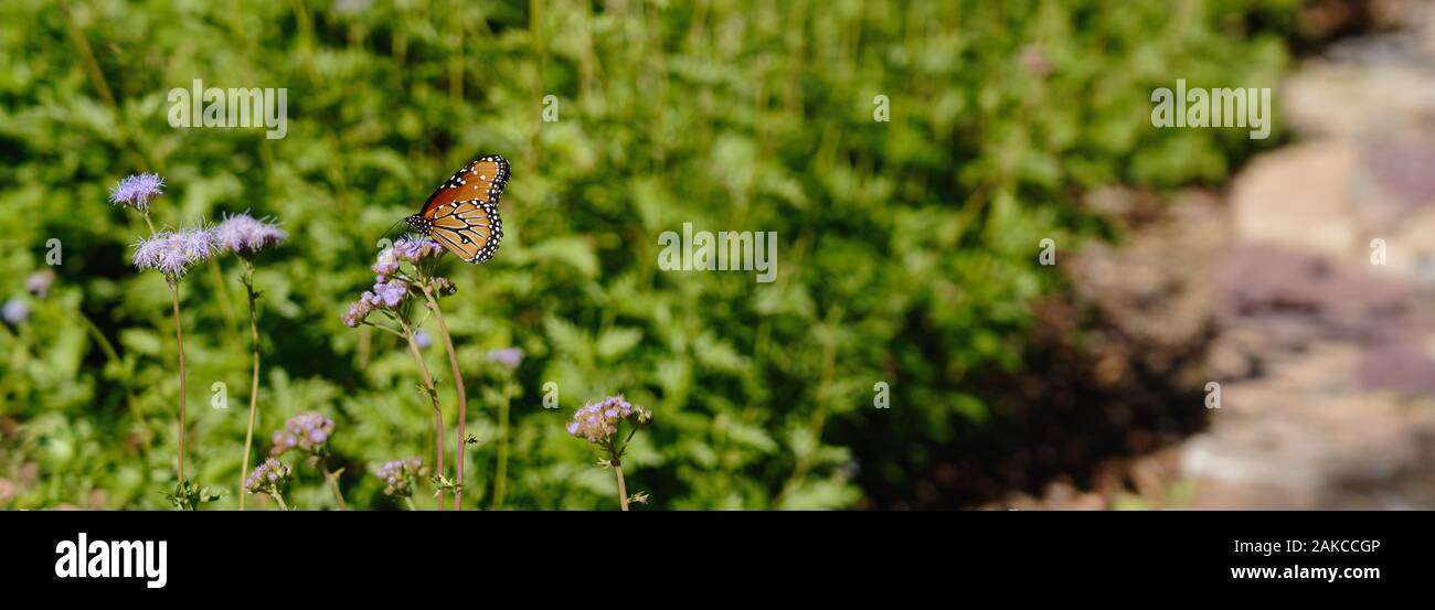 panoramic view of a queen butterfly on light purple ageratum flowers in a garden. the queen butterfly is often mistaken for a monarch Stock Photo