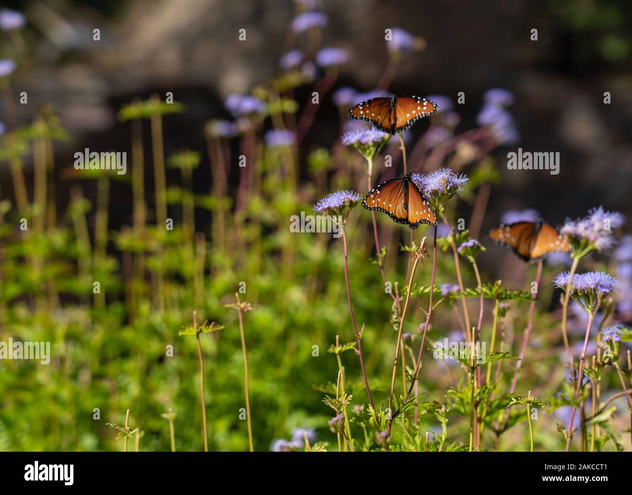 orange and black Queen butterflies on blue mistflowers with soft focus green garden background Stock Photo