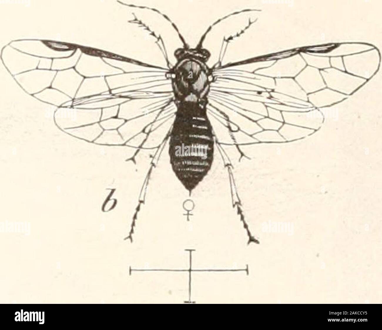 Directions for collecting and preserving insects . FIG. 8.—Sawfly and Larva. PrintipJwra grossularice;a, larva; b. imago, Walsh. all of which are vegetable feeders iii the larval state, those of the tirst family boring into trees, and those of the second either feed- ing externally on leaves or in-closed in galls. They are atonce distinguished from theother Hymeuoptera by thelarva; having true legs, which,however, in the case of the Horn-tails, are very small and ex-articulate. The larva?- of manySaw-flies have, besides, prolegs,which are, however, always dis- tinguishable from those of Lepido Stock Photo