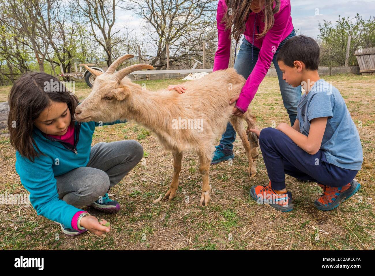 Hungary, Siofok, Workaway in an animal shelter, Elise and Clement take care of a sick goat Stock Photo - Alamy Hungary, Siofok, Workaway in an animal shelter, Elise and Clement take care of a sick goat Stock Photo - Alamy