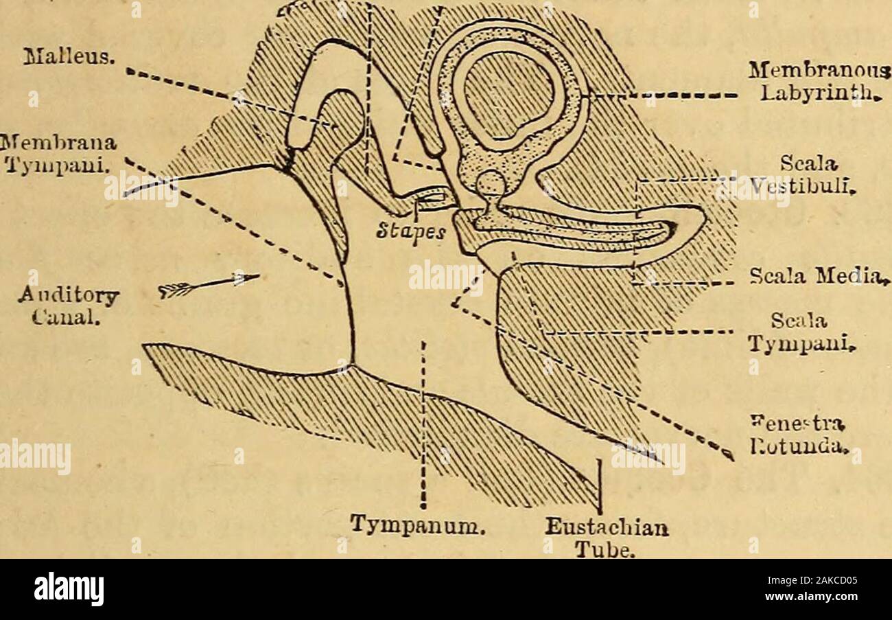Elements of animal physiology, chiefly human . is lined bymucous membrane, studded with the ceruminous or waxglands. (2.) The tympanum, or middle ear, (which consists ofan irregular cavity in the petrous part of the temporalhone), bounded on its outer side by the memhranatympani, and on its inner side by the outer wall of thehony lahyrinth. It is traversed by a chain of movablebones, consisting of the malleus or hammer bone, theincus or anvil bone, the stapes or stirrup bone, by which THE SEMICIRCULAR CANALS. IGl the vibrations are conveyed from the external air,through the middle ear, to the Stock Photo
