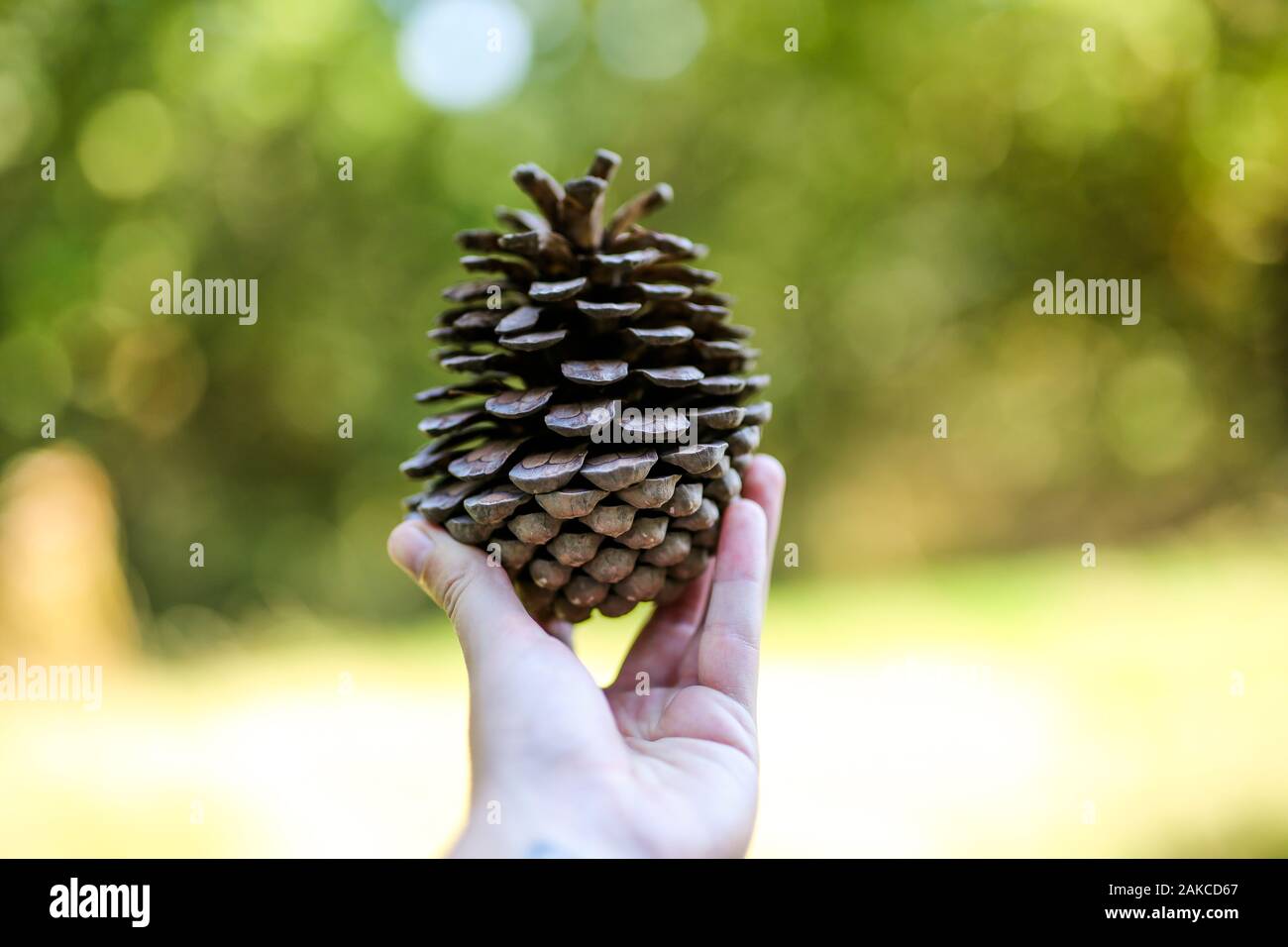 Large pine cone hi-res stock photography and images - Alamy