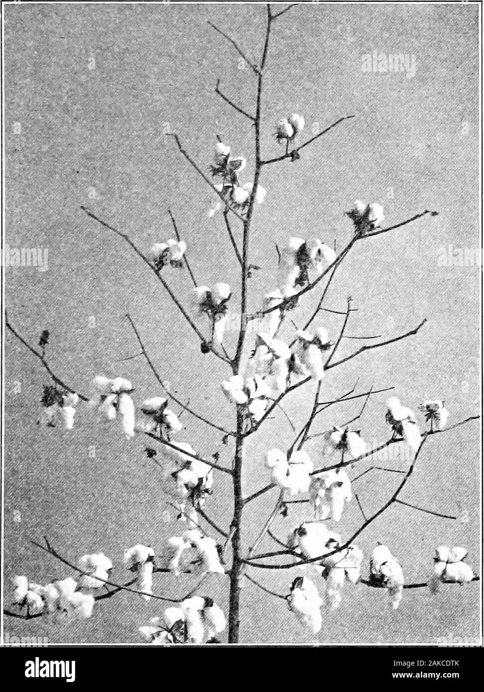 Southern field crops (exclusive of forage plants) . Fig. 122. — , Furn-ixu Branth,Showing that the buU-stenis arc Iiorno clirretl on the branch. called sterile limbs; this is because no lioll-stem or boll isborne directly on these vegetative limlis, though boll-stems,with attached Ijolls, spring from the subdivisions of thesemain branches. In general, a primary branch supports numerous leaves,and, on its sul)-l.)ranches, some bolls; while a fruitinglimb usually bears several bolls and but few leaves. Normally, two branches arise from the axil of a leaf onthe main stem (Fig. 123). One of thes Stock Photo