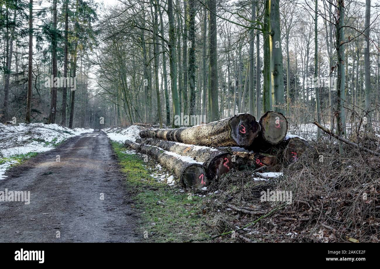 Seven felled trees in the city forest. The mood was bleak. Stock Photo