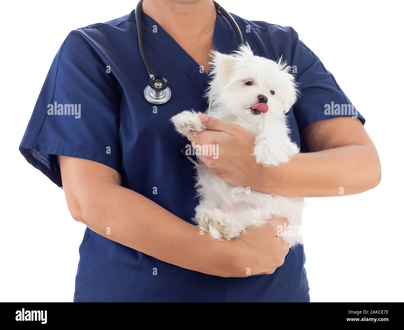Female Veterinarian with Stethoscope Holding Young Maltese Puppy Isolated on White. Stock Photo