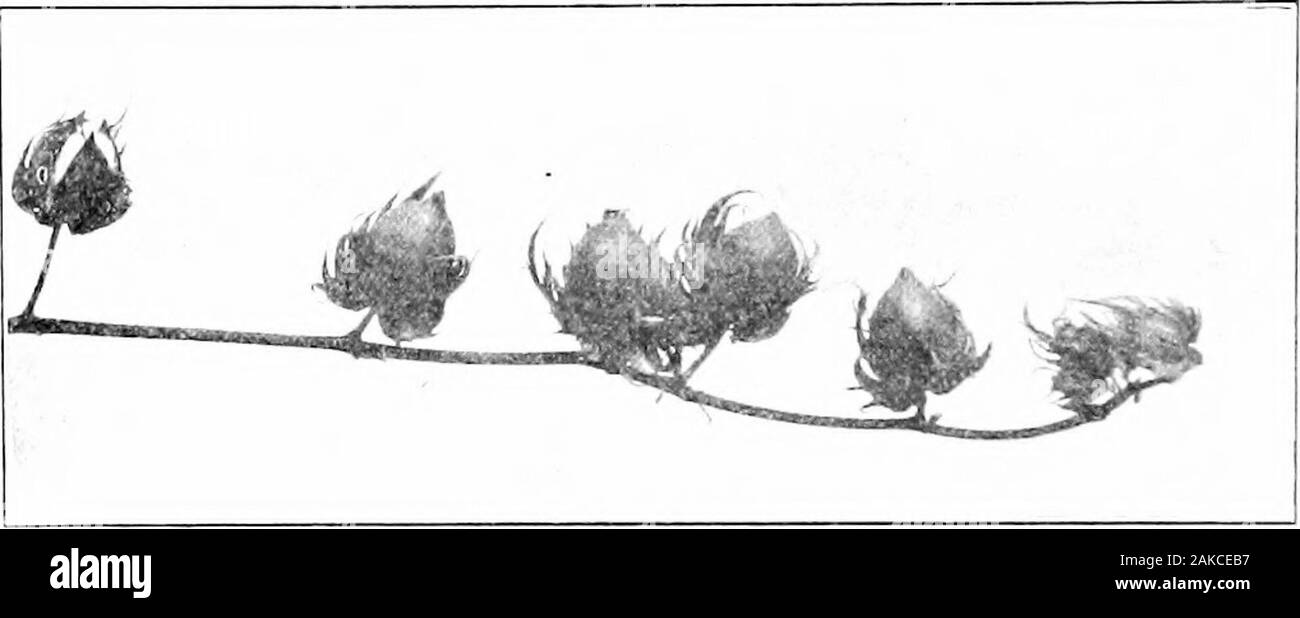 Southern field crops (exclusive of forage plants) . Fig. 121. — A Vegetative BEAXfTi FROM NEAH THE BaSE Of A CoTTOX Plant. Showing that the boll-stems are notborne directly on the vegetati^-e branch.but on .secondarj^ branches springingfrom it. the plant. Between clu.ster cotton and wide-spreading,long-limb kinds there are all gradations in length ofbranches. Each branch arises from the main stem in the angle be- 250 SOUTHEEN FIELD CHOPS tween a leaf and the main stem. Usually this leaf on themain stem falls before the branch attains much size, Ijutits position is shown lv the leaf-scar. The Stock Photo