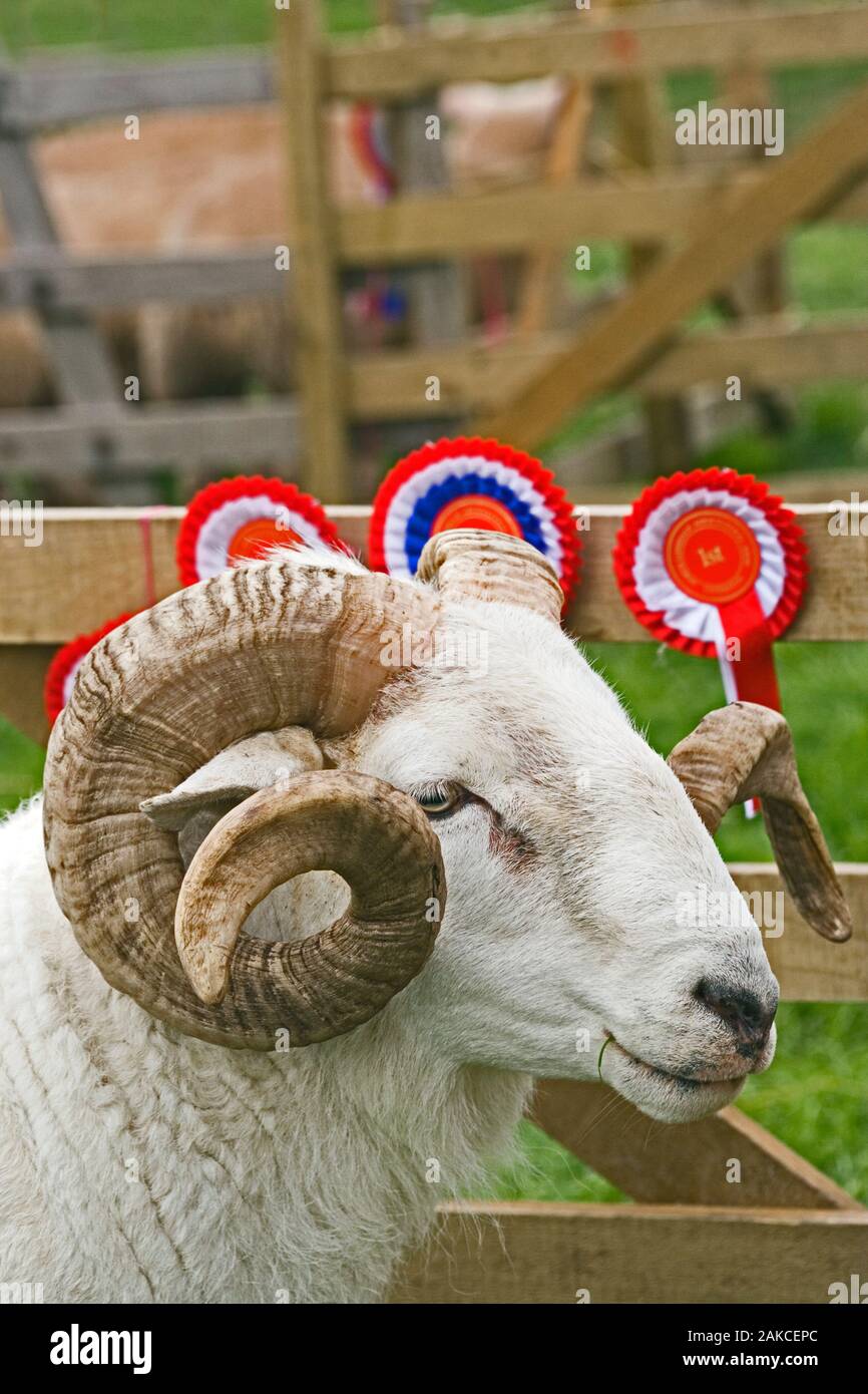 WILTSHIRE HORNED SHEEP (Ovis aries). Ram. Prize winning Champion male