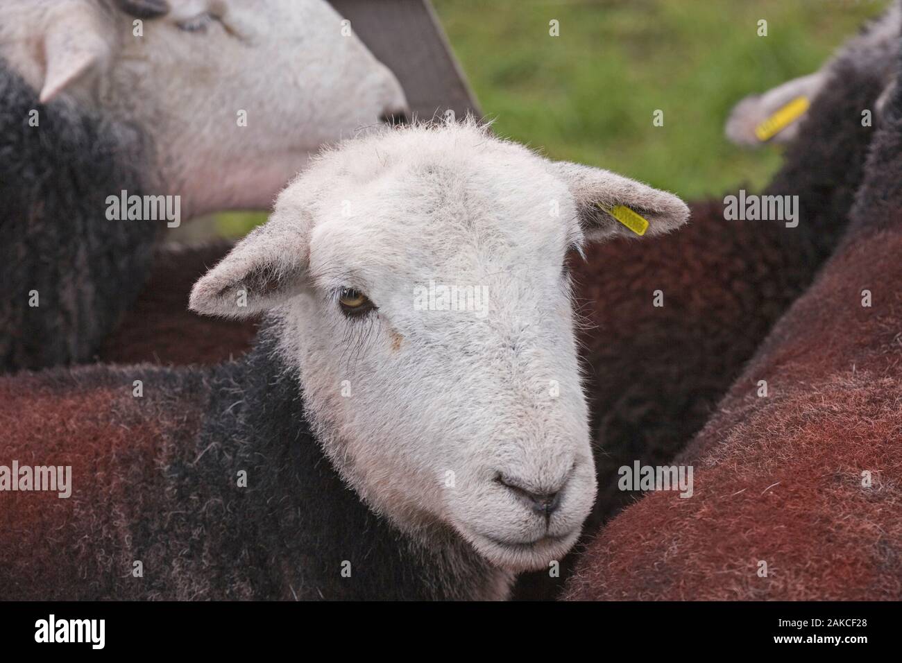 Beatrix potter portrait hires stock photography and images Alamy