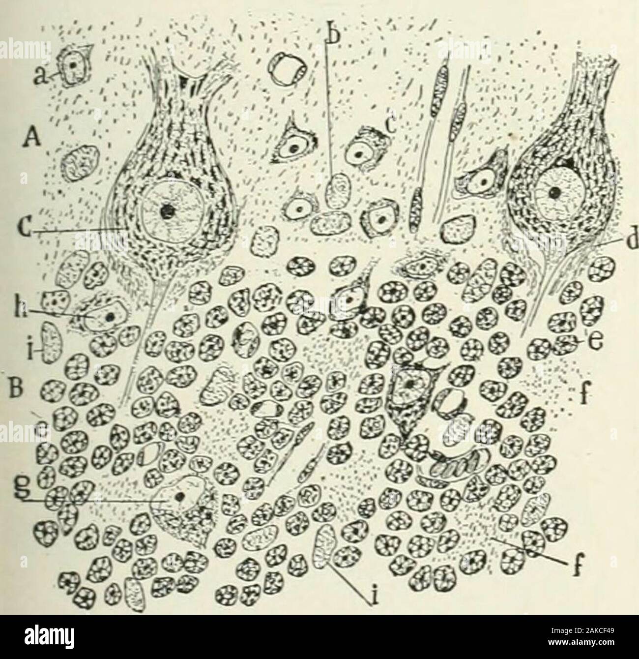 A reference handbook of the medical sciences, embracing the entire range of scientific and practical medicine and allied science . Fig. S61.—Cell from the Xuclexis CochlcarLi entralis of aCat. stained by Golgis Method. The cell body U surrounded by apericellular network beUeved to represent the terminals of axonesfrom other neurones. The network surrounds the whole cell anda dendrite passing upward. The fiber a corresponds to one ofthe thickened fibers of the neriis cochlearis described by Ramony Cajal and Held. (After Held.). Fig. 862.—Vertical Section Through the Adult Human Cere-bellar Co Stock Photo