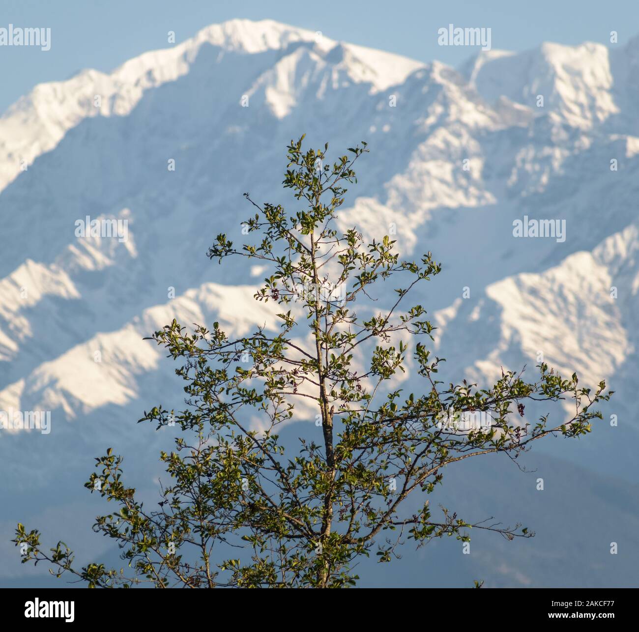 Portrait of a tall, green tree with the Himalayan peak of Chaukhamba in the background in the village of Chaukori in Uttarakhand, India. Stock Photo