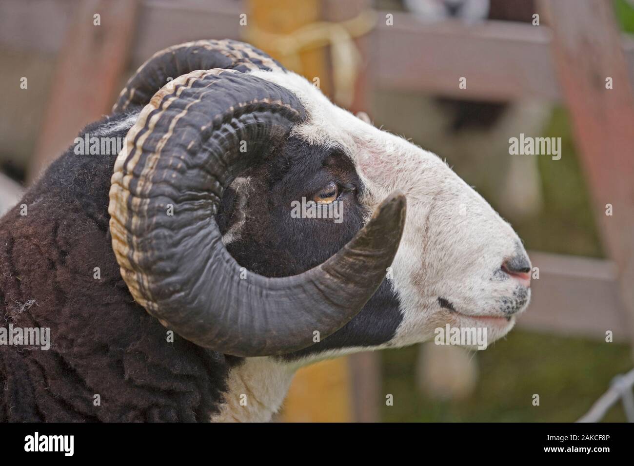 Jacop sheep hires stock photography and images Alamy