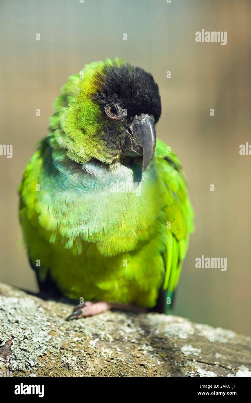 NANDAY CONURE (Nandayus nenday). Native to savannahs palm groves in central southern South America. Feral breeding population in California. Stock Photo