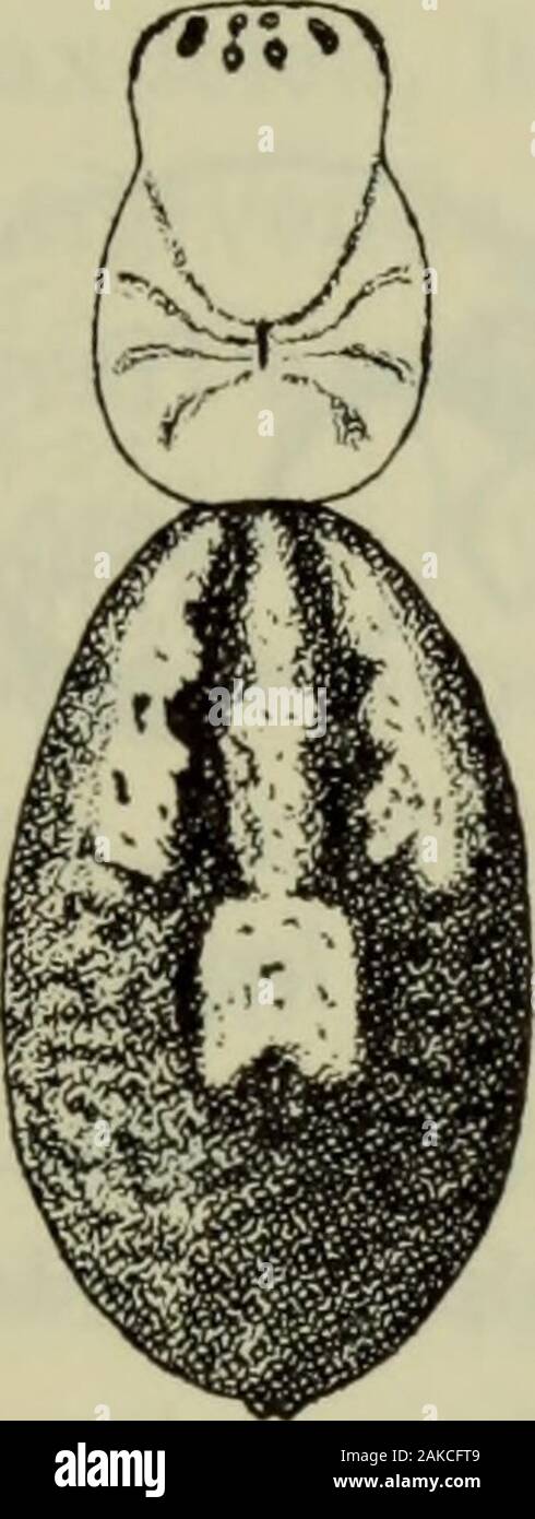 Danmarks fauna; illustrerede haandbøger over den danske dyreverden.. . er procurv, og alle øjnene af næsten samme størrelse.Clypeus er af højde med eller lidt højere end forrestemidterøjnes diameter. Rygfuren og de radiære mu-skelstriber er tydelige. De mørke mandibler er robuste og rette. Deresfrontale profil er konveks og basalt puklet. Der ertre eller fire tænder på hver af klofurens rande; men 39 den forreste rand er skjult af en tæt scopula. Hunnenspalper ender med en kamformet klo. Maxillerne erparallelle. Underlæben er længere end bred og ispidsen indbugtet. I deres normale stilling ber Stock Photo