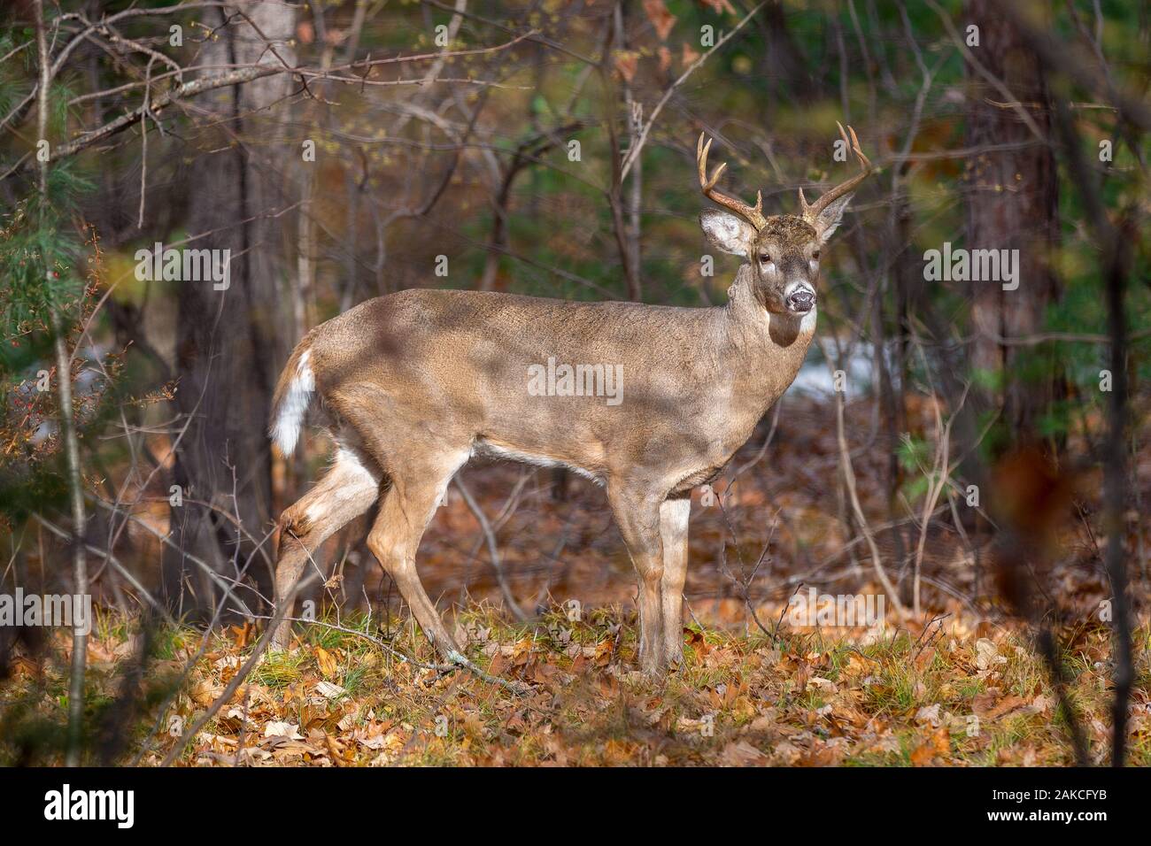 Eight-point whitetail buck standing in the sun at the edge of the woods in the autumn.  Full body seen in profile. Stock Photo