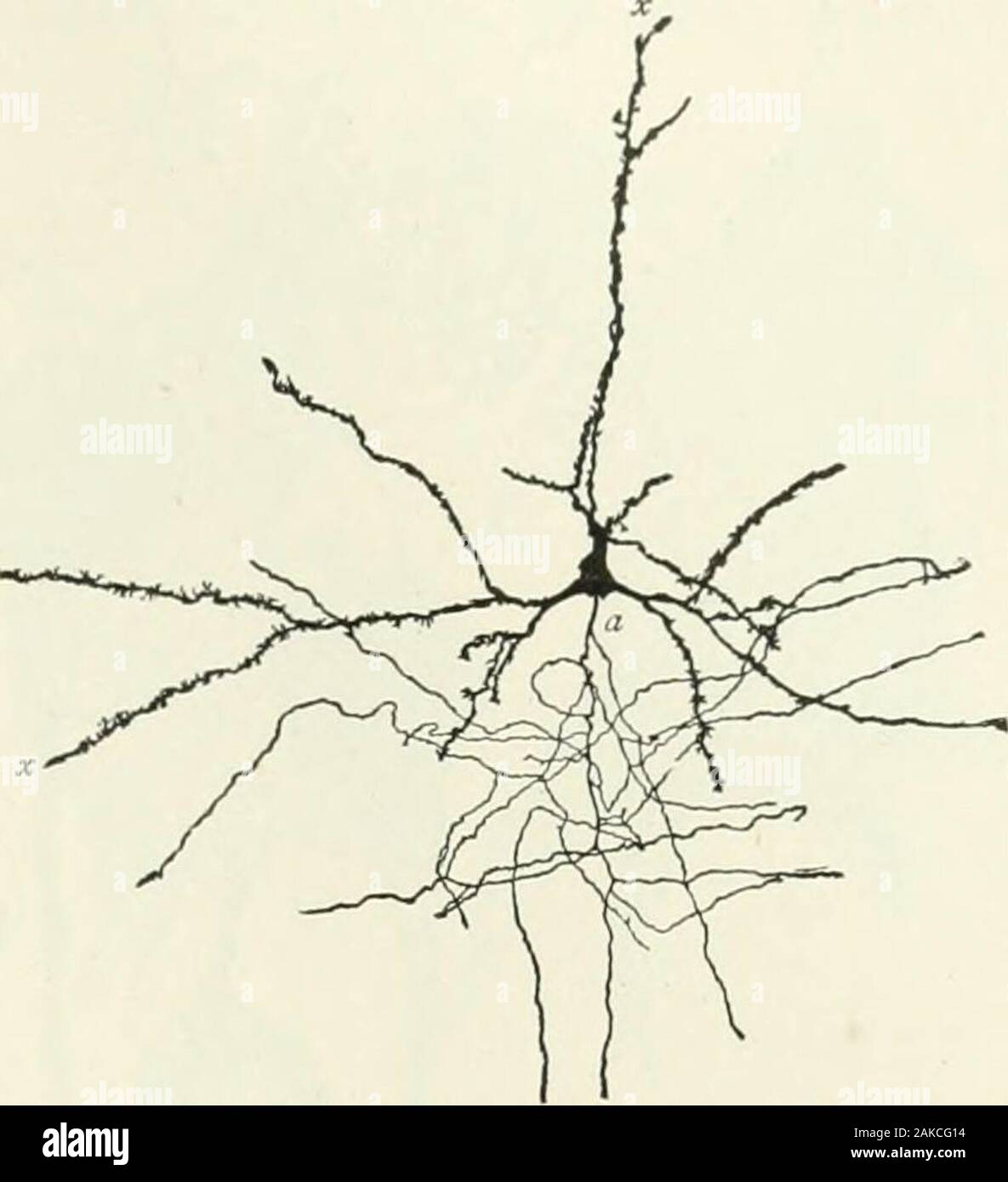 A reference handbook of the medical sciences, embracing the entire range of scientific and practical medicine and allied science . Fig. S.56.—Pyramidal Cell of Golgis Type I from the HumanCerebral Cortex, Prepared by Golgis Bichloride of MercuryMethod, a. Cell body; b. apical dendrite; c, lateral dendrites; d,axone with collateral branches. Only a small part of the axoneis included in the drawing. (After O. S. Strong, from BaileysHistology.) philic substance or Nissl bodies (Figs. 855, S71), whichseems in some way to be associated with the specialmetabolism of the neurone.The Nissl bodies are Stock Photo