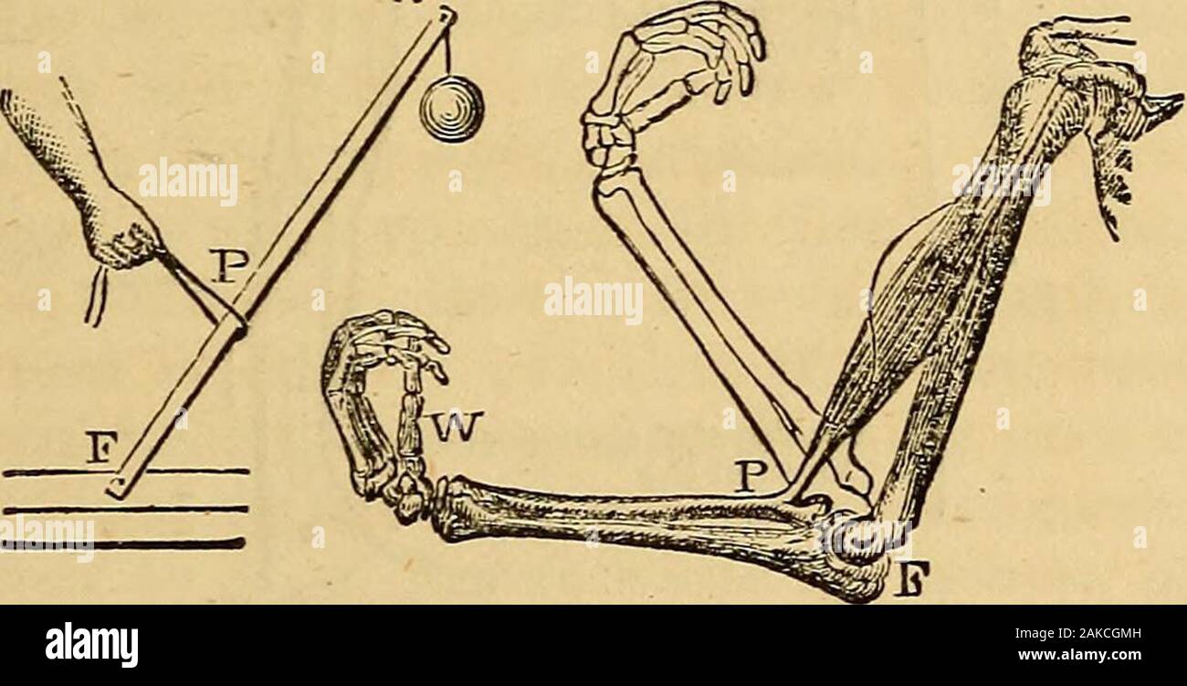 Elements of animal physiology, chiefly human . A man pulling (raising) the cond order. The Bones upper end of an inclined ladder fi^om fnVon tfp-toe^against the wall, his foot being placedagainst the Elements of animal physiology, chiefly human . A man pulling (raising) the cond order. The Bones upper end of an inclined ladder fi^om fnVon tfp-toe^against the wall, his foot being placedagainst the