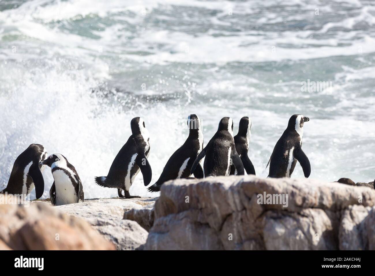 A group of African penguins (Spheniscus demersus) on a stone watching the ocean and the waves, Betty's Bay, South Africa Stock Photo