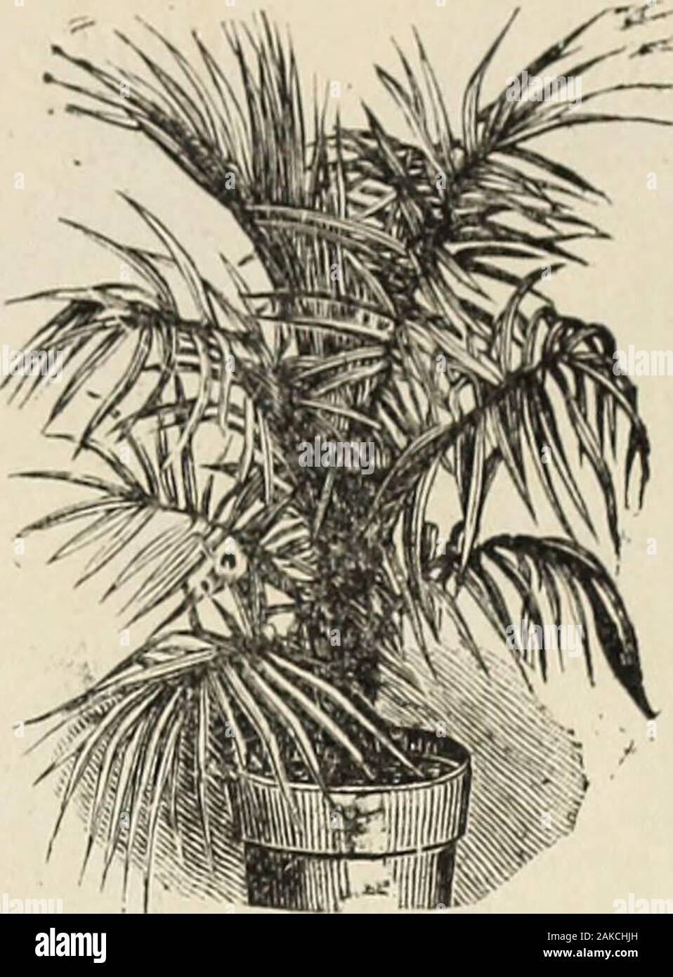 Fruit trees, evergreens, roses, etcfor Florida and coast belt of southern states . Cocos Weddelliana. Leayes Pinnate. *Areca Bauerii (Seaforthia Robusta)-^ jGraceful variety, attaining a heightof 15 to 20 feet, and of half-hardyhabit. $1. *Areca Lutescens—Graceful variety;leaves bright green; petioles andstems yellow. $1. Areca Rubra—Excellent for decorat-ing apartments; leaves bright redwhen young, and changing to darkgreen. 50c. to $1. * Areca Sapida—Another very gracefulvariety, of easy culture and half-hardy habit. $1. Areca Yersaflfcheltii— Graceful variety ;dark green foliage, with light Stock Photo